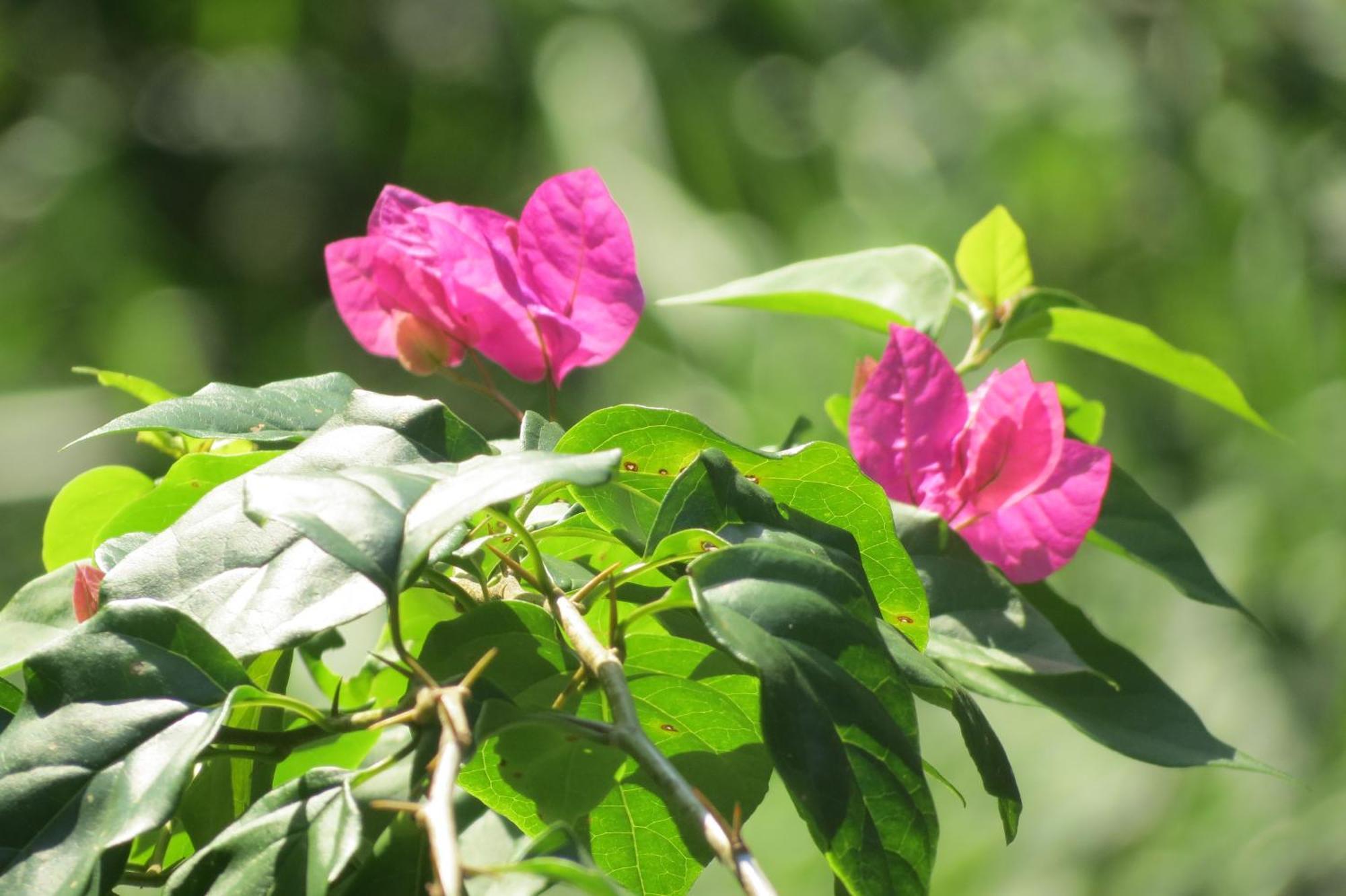 Vocare Finca Agroecologica Upala Ngoại thất bức ảnh