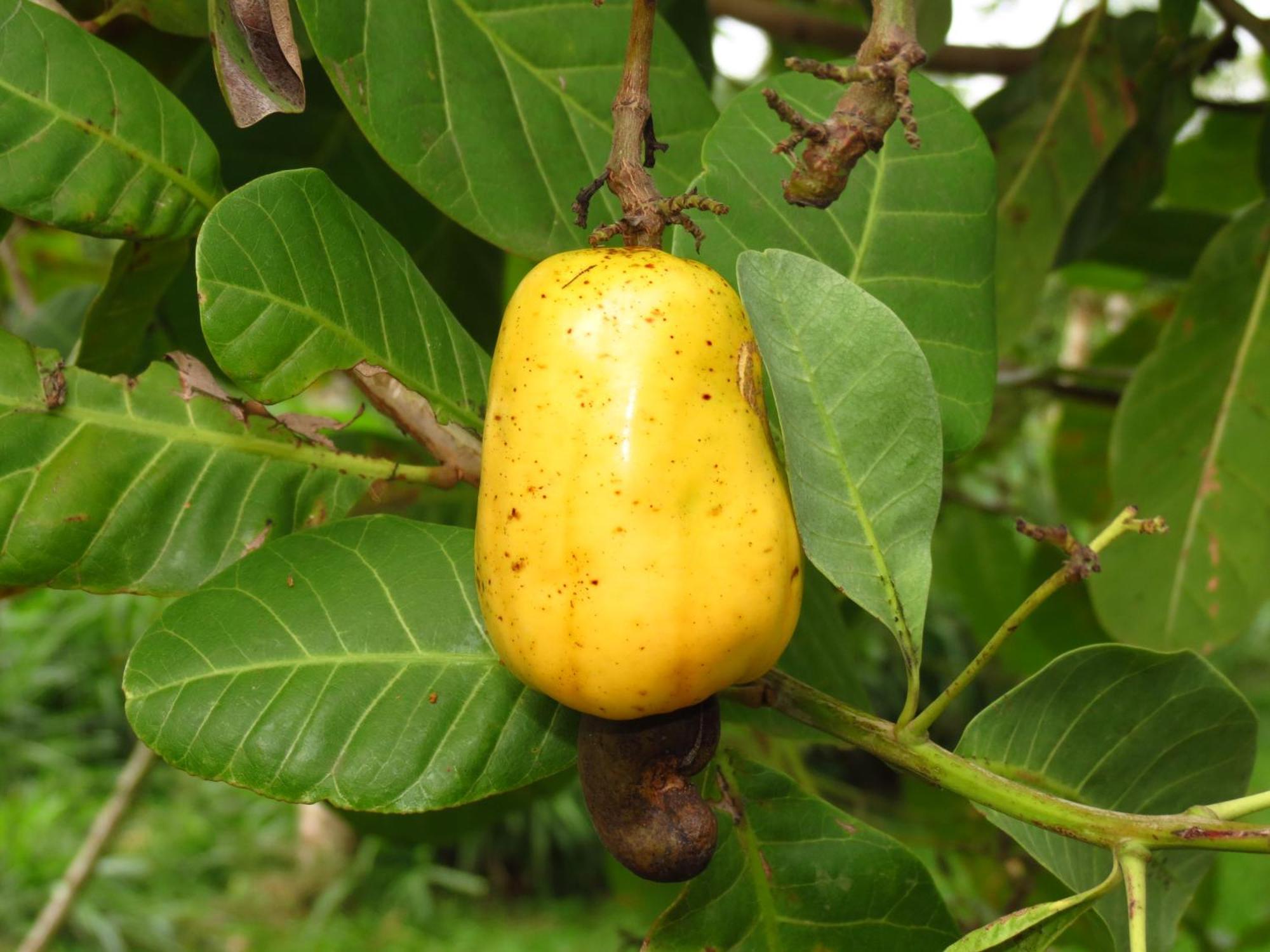 Vocare Finca Agroecologica Upala Ngoại thất bức ảnh